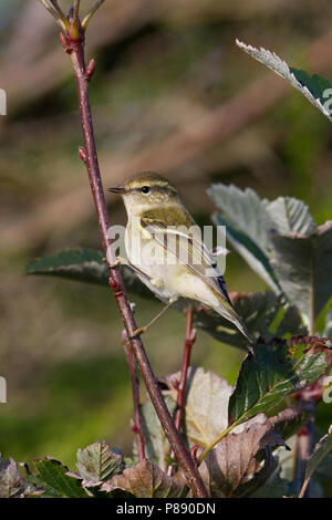 Gelbbrauen-laubsänger (Phylloscopus inornatus) beobachtet, während der Herbst Migration Stockfoto