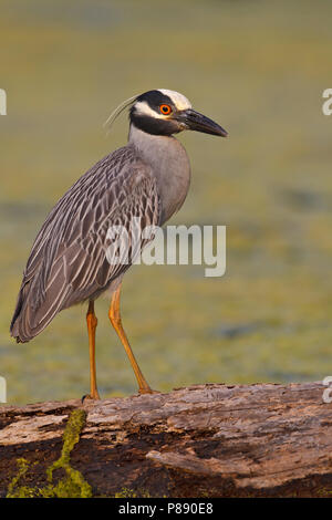 Nach Brazoria Co., TX April 2011 Stockfoto