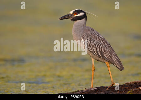 Nach Brazoria Co., TX April 2011 Stockfoto