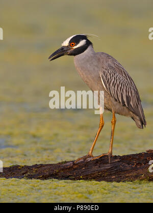 Nach Brazoria Co., TX April 2011 Stockfoto
