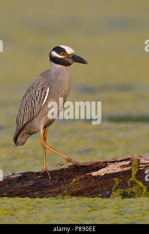 Nach Brazoria Co., TX April 2011 Stockfoto