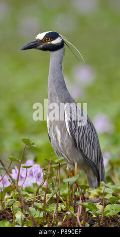 Nach Brazoria Co., TX April 2011 Stockfoto