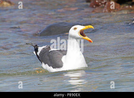 Nach Gelb-footed Möwe (Larus Livens) aufrufen Stockfoto