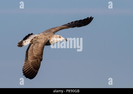 Yellow-legged Gull - MIttelmeermöwe, Larus michahellis ssp. michahellis, Deutschland, 1 W Stockfoto