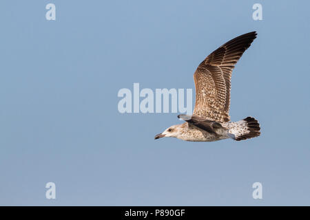 Yellow-legged Gull - MIttelmeermöwe, Larus michahellis ssp. michahellis, Deutschland, 1 W Stockfoto