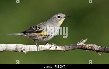 Nach weibliche Zuchttiere Riverside Co., Ca Mai 2010 Stockfoto