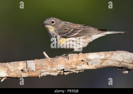 Nach weibliche Zuchttiere Riverside Co., Ca Mai 2010 Stockfoto