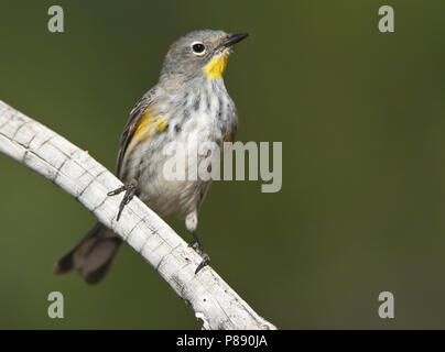 Nach weibliche Zuchttiere Riverside Co., CA April 2010 Stockfoto