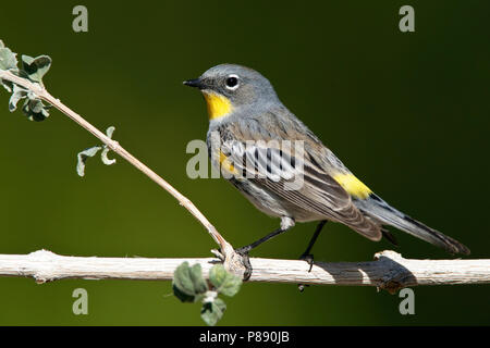 Nach weibliche Zuchttiere Riverside Co., Ca Mai 2010 Stockfoto