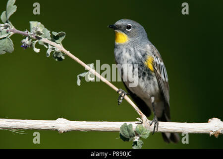 Nach weibliche Zuchttiere Riverside Co., Ca Mai 2010 Stockfoto