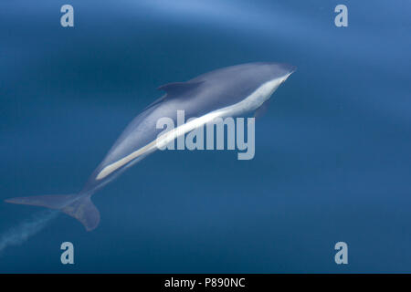Gestreifter Delfin in atlantischen Gewässern vor der Ostküste von Nordamerika Stockfoto