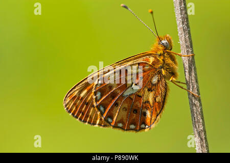 Zilvervlek/Pearl - begrenzt (Boloria euphrosyne Fritillary) Stockfoto