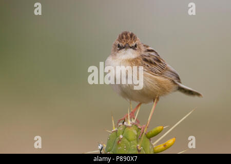 Zitting Cisticola - Cisticola juncidis Zistensänger - ssp. cisticola, Marokko Stockfoto