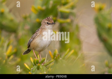 Zitting Cisticola - Cisticola juncidis Zistensänger - ssp. cisticola, Marokko Stockfoto