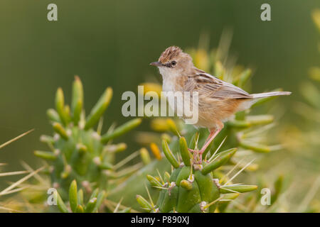 Zitting Cisticola - Cisticola juncidis Zistensänger - ssp. cisticola, Marokko Stockfoto