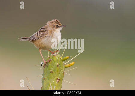 Zitting Cisticola - Cisticola juncidis Zistensänger - ssp. cisticola, Marokko Stockfoto