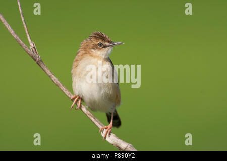 Zitting Cisticola, Cisticola juncidis Graszanger, ssp. cisticola, Mallorca Stockfoto