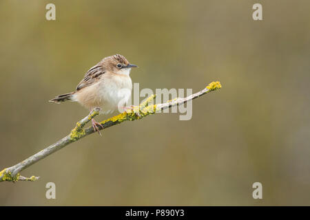 Zitting Cisticola, Cisticola juncidis Graszanger, ssp. cisticola, Mallorca Stockfoto