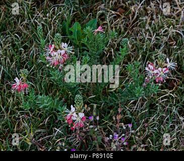 Gaura Werk in Hof, Canyon, Texas Stockfoto