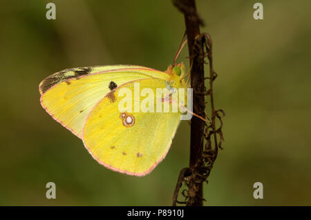 Zuidelijke luzernevlinder, Berger getrübt (Colias Alfacariensis) Gelb Stockfoto