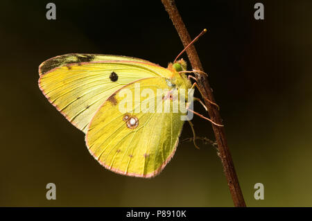 Zuidelijke luzernevlinder, Berger getrübt (Colias Alfacariensis) Gelb Stockfoto