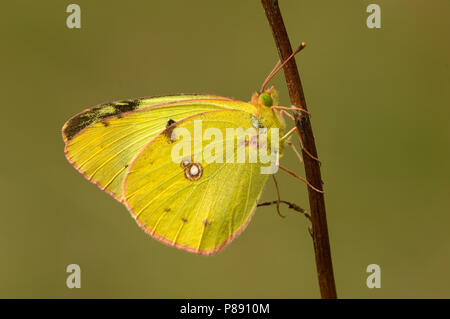 Zuidelijke luzernevlinder, Berger getrübt (Colias Alfacariensis) Gelb Stockfoto