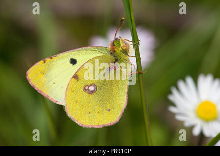 Zuidelijke luzernevlinder, Berger getrübt (Colias Alfacariensis) Gelb Stockfoto