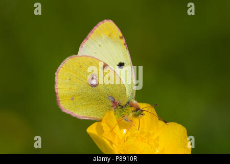 Zuidelijke luzernevlinder, Berger getrübt (Colias Alfacariensis) Gelb Stockfoto