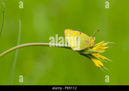 Luzernevlinder Zuidelijke/Berger getrübt (Colias Alfacariensis) Gelb Stockfoto