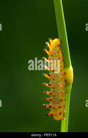 Rups van de Zuidelijke pijpbloemvlinder/Caterpillar der Southern Festoon (Lycaena polyxena) Stockfoto