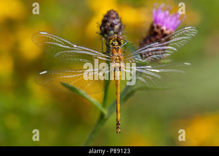 Onvolwassen Zwarte heidelibel; Unreif; Erwachsene schwarz Schwarz Darter Meadowhawk Stockfoto