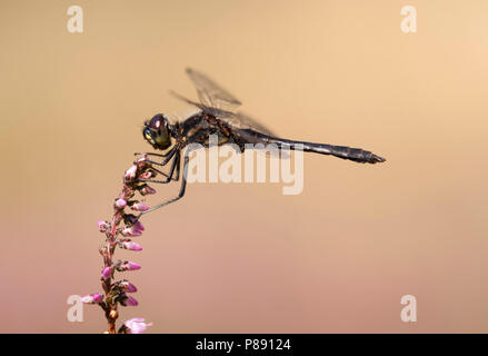 Imago Zwarte heidelibel; Erwachsene; Erwachsene schwarz Schwarz Darter Meadowhawk Stockfoto