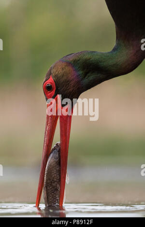 Zwarte Ooievaar volwassen vangt vis; schwarzer Storch erwachsener Fische zu fangen, Stockfoto