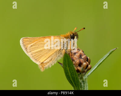 Zwartsprietdikkopje/Essex Skipper (Thymelicus Lineola) Stockfoto