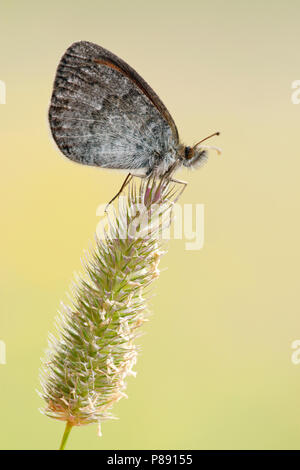 Zwitserse glanserebia/Schweizer Brassy Ringelwürmer (Coenonympha tyndarus) Stockfoto