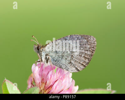 Zwitserse glanserebia/Schweizer Brassy Ringelwürmer (Coenonympha tyndarus) Stockfoto