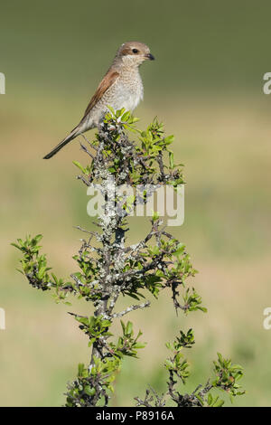 Weiblichen Neuntöter (Lanius collurio) Stockfoto