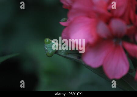 Rote Blumen Stockfoto