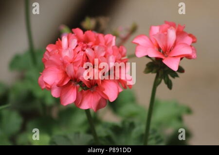 Rote Blumen Stockfoto