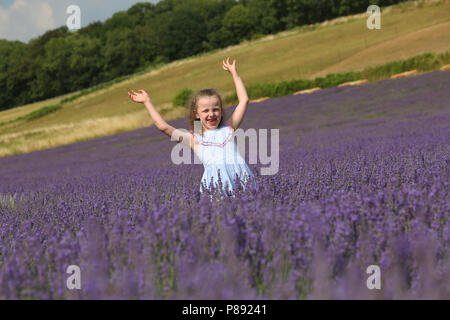 Allgemeine Ansichten des Lordington Lavendelfelder in West Sussex, UK. Stockfoto