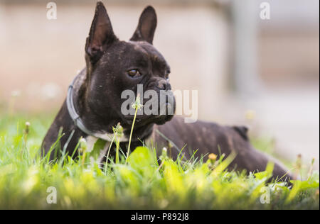 Süße Französische Bulldogge Hund liegt im Gras am Hinterhof Stockfoto