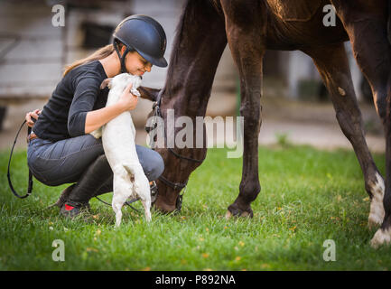 Junge hübsche Mädchen, Vorbereitung von Pferd für Fahrt und einen Streichelzoo Jack Russel Terrier Stockfoto