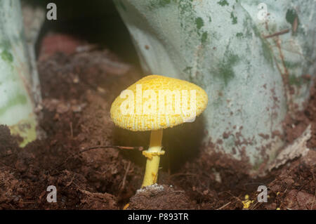 Gelbe Pilze wachsen in einem Topf mit Grnkohl Stockfotografie - Alamy
