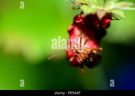 Große, braune Schild Bug auf Erdbeere in grüner Natur Stockfoto