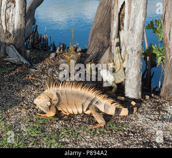 Iguana iguana in Florida, USA Stockfoto