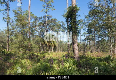 Kiefernholz in Colt Creek State Park, Florida, USA. Pinus palustris, Serenoa repens, Sabal Palmetto, Carphephorus paniculatus Stockfoto