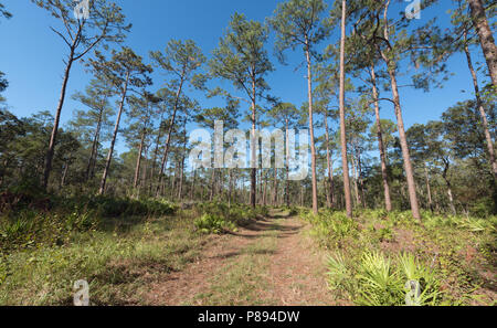 Kiefernholz in Colt Creek State Park, Florida, USA Stockfoto