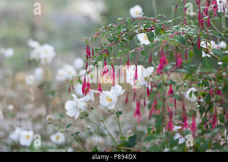 Fuchsia magellanica (v. griech. in Kombination mit Anemone x hybrida 'Honorine Jobert' Stockfoto