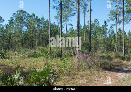 Kiefernholz in Colt Creek State Park, November. Florida, USA. Pinus palustris, Serenoa repens, Carphephorus paniculatus Stockfoto