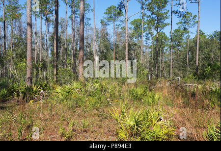 Kiefernholz in Colt Creek State Park, November. Florida, USA Stockfoto